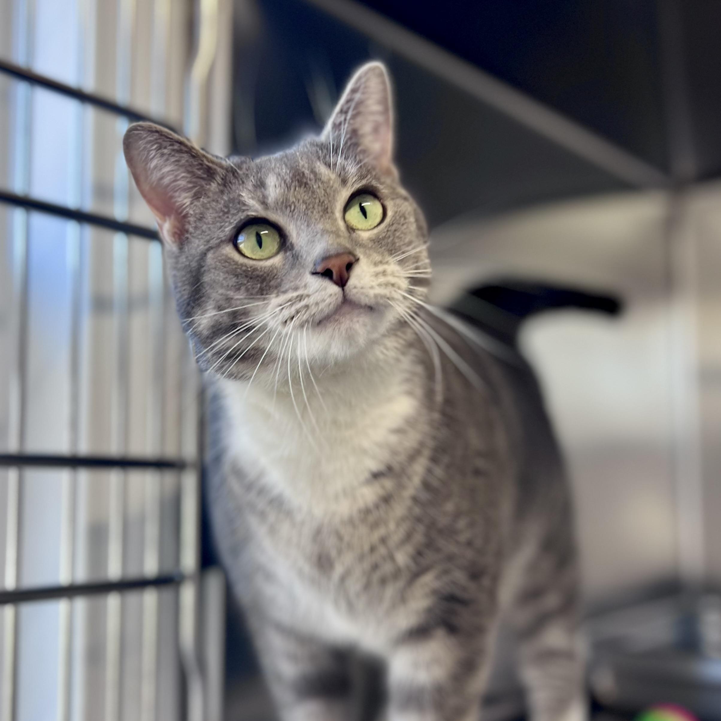 Enlarge Scarlett, an adoptable Domestic Short Hair in St Stephen, NB image 1/2