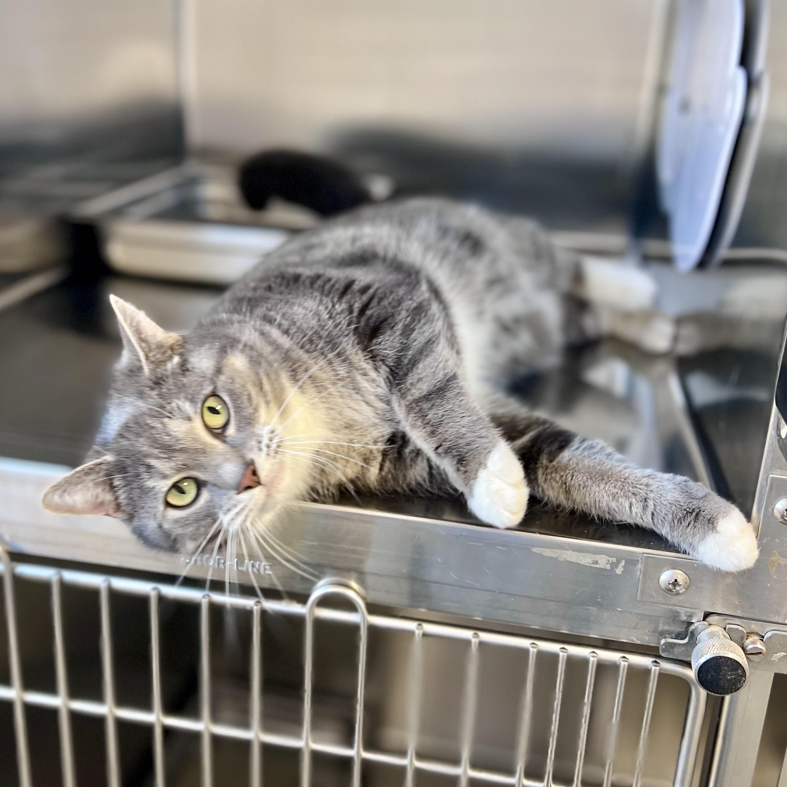 Enlarge Scarlett, an adoptable Domestic Short Hair in St Stephen, NB image 2/2