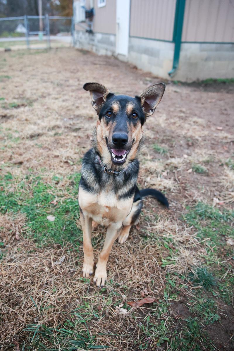 Enlarge Diesel, a ADOPTABLE mixed breed in Loogootee, IN image 2/3
