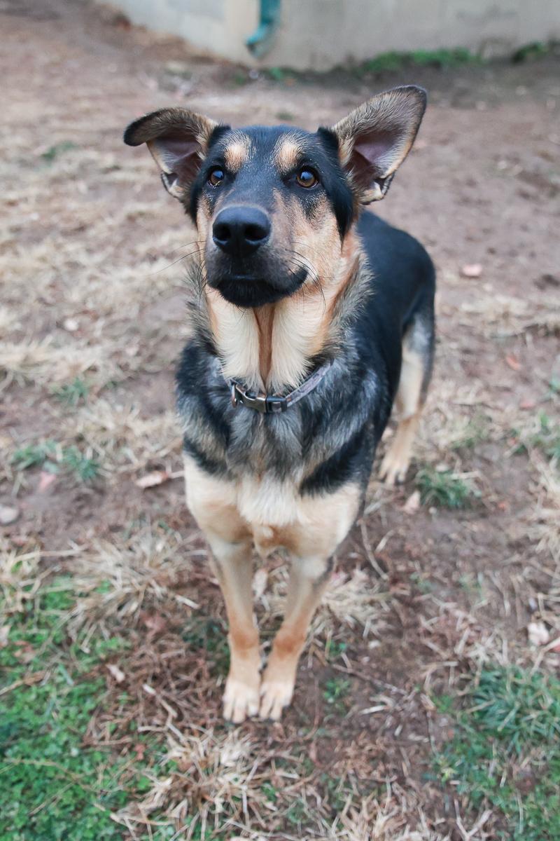 Diesel, ADOPTABLE, Young Male German Shepherd Dog.