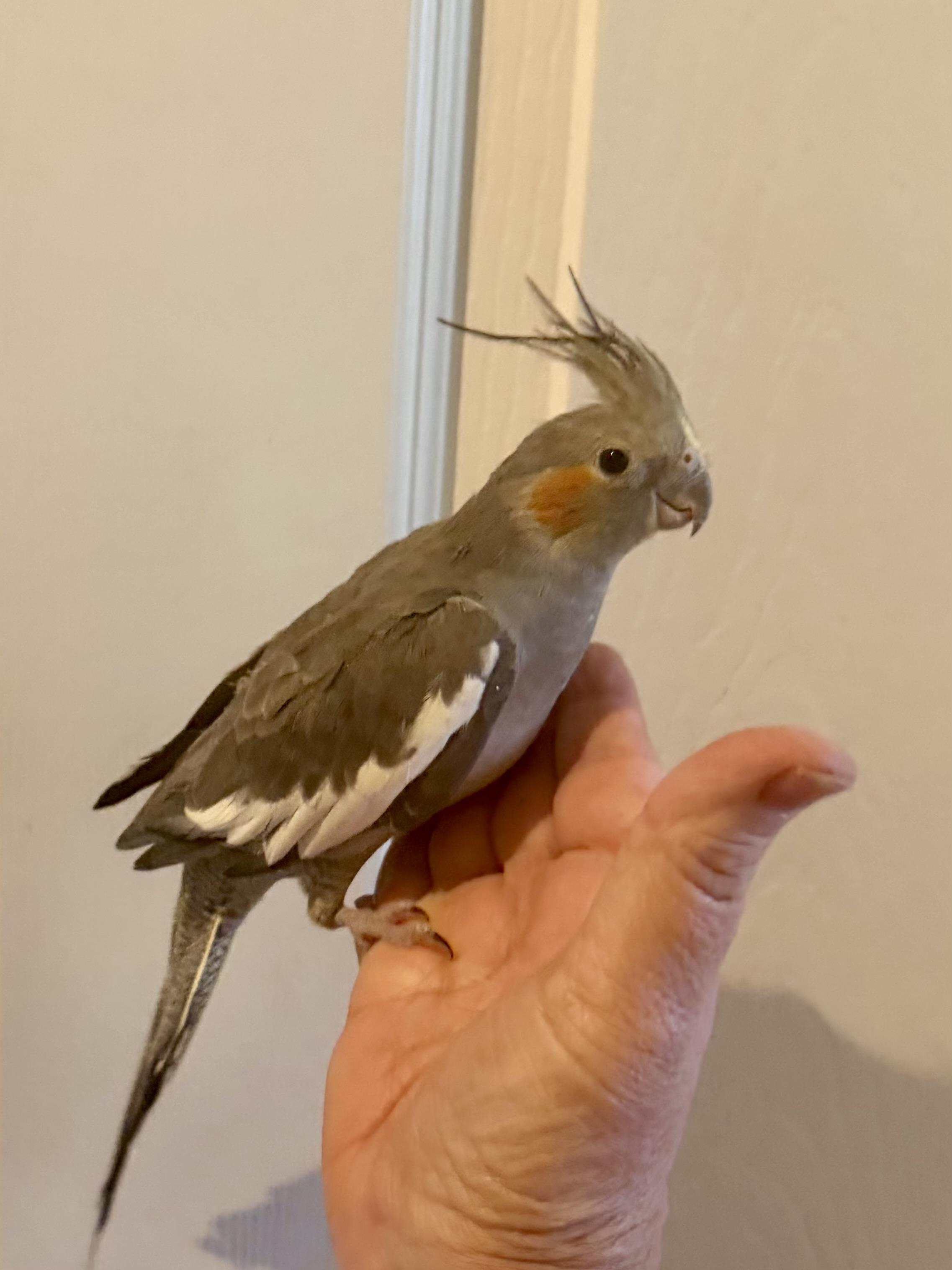 Enlarge Romeo, a Adoptable Cockatiel in Valrico, FL image 2/2