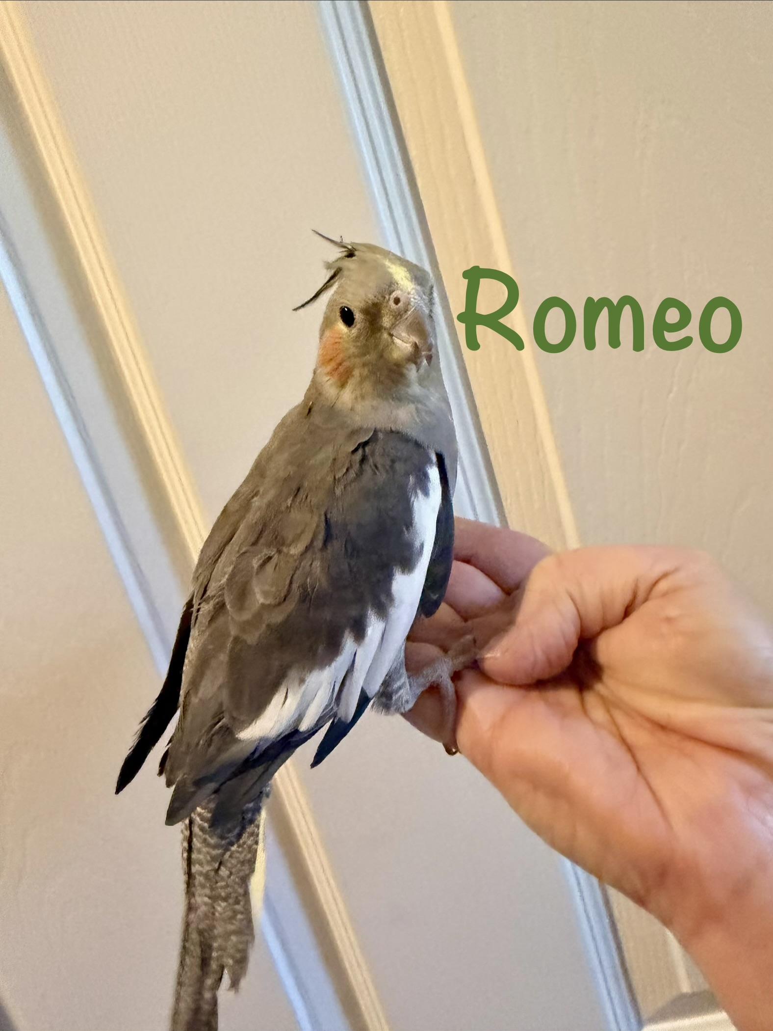 Enlarge Romeo, a Adoptable Cockatiel in Valrico, FL image 1/2