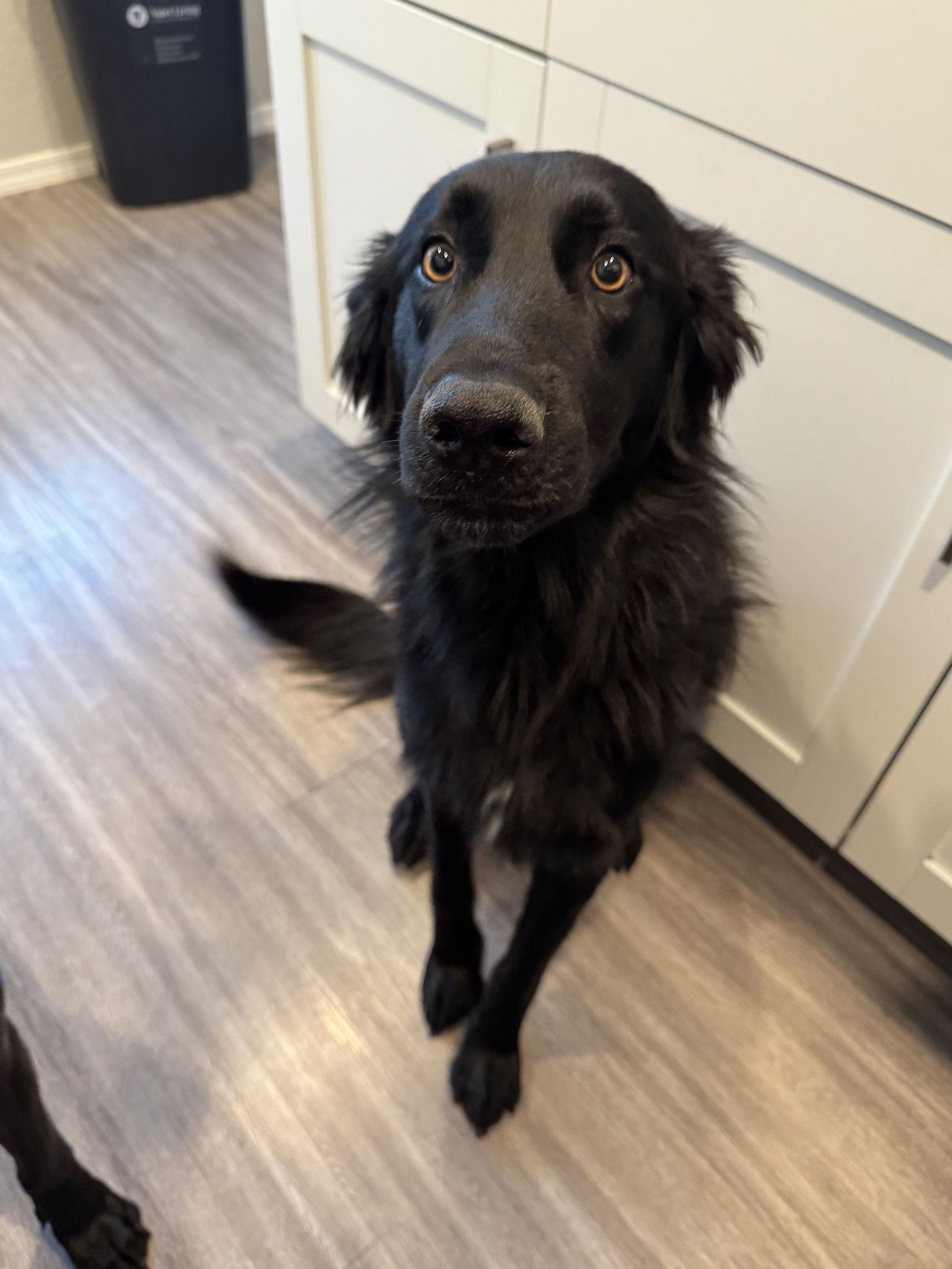 CHOMP, Adopted, Young Male Shepherd & Collie.
