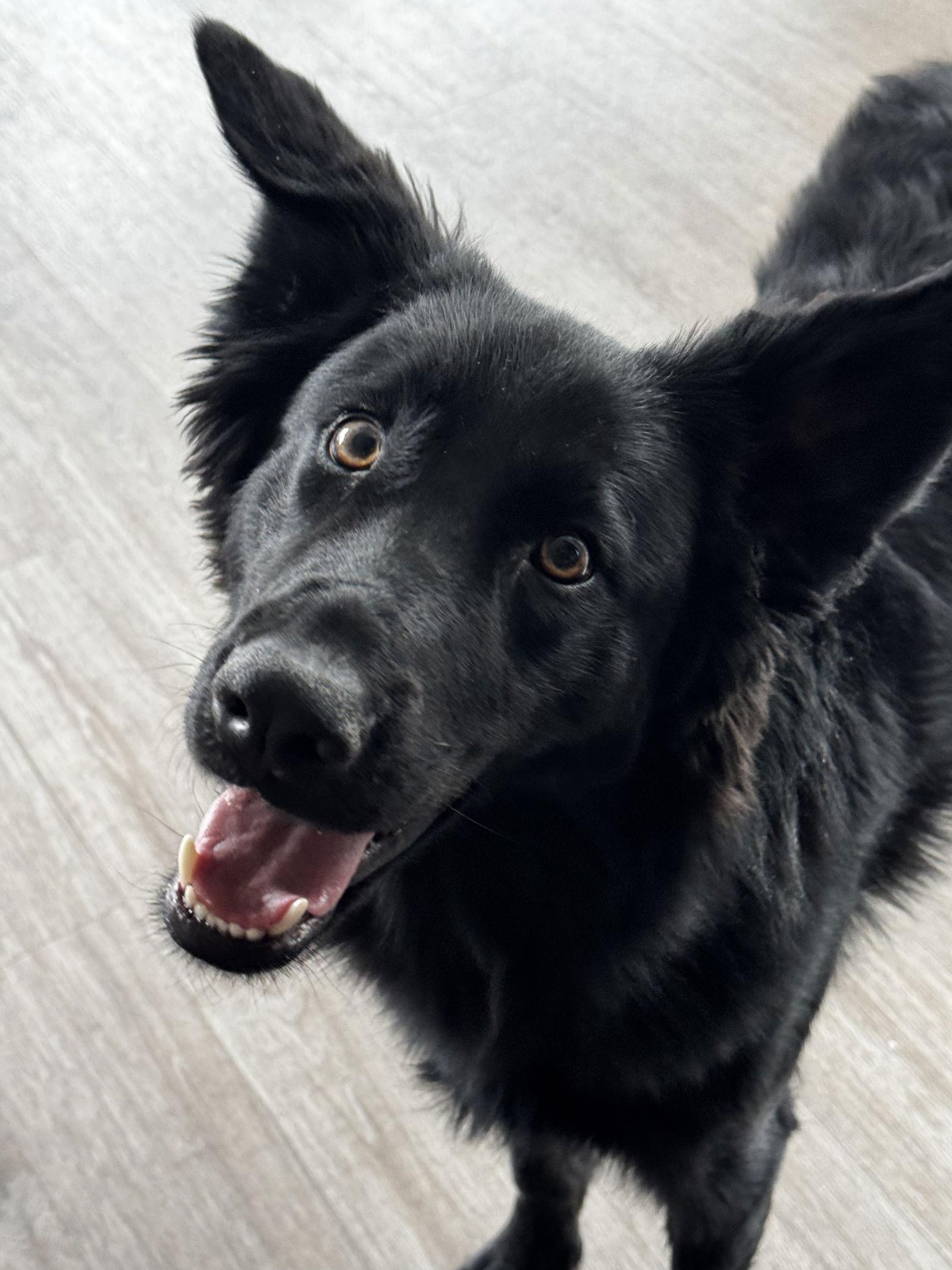 Enlarge CHOMP, a Adopted mixed breed in Chandler, AZ image 2/3