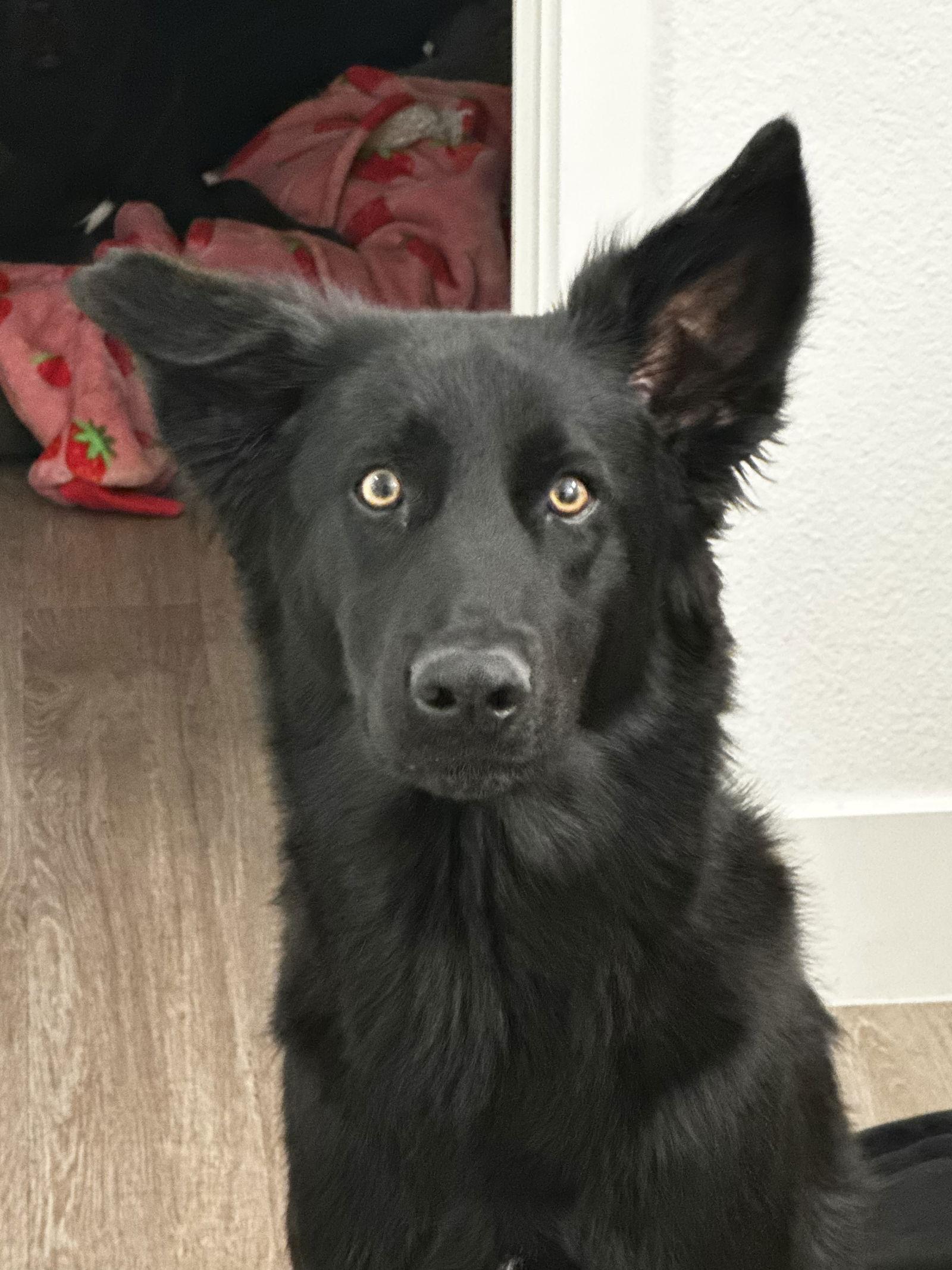 Enlarge CHOMP, a Adopted mixed breed in Chandler, AZ image 3/3