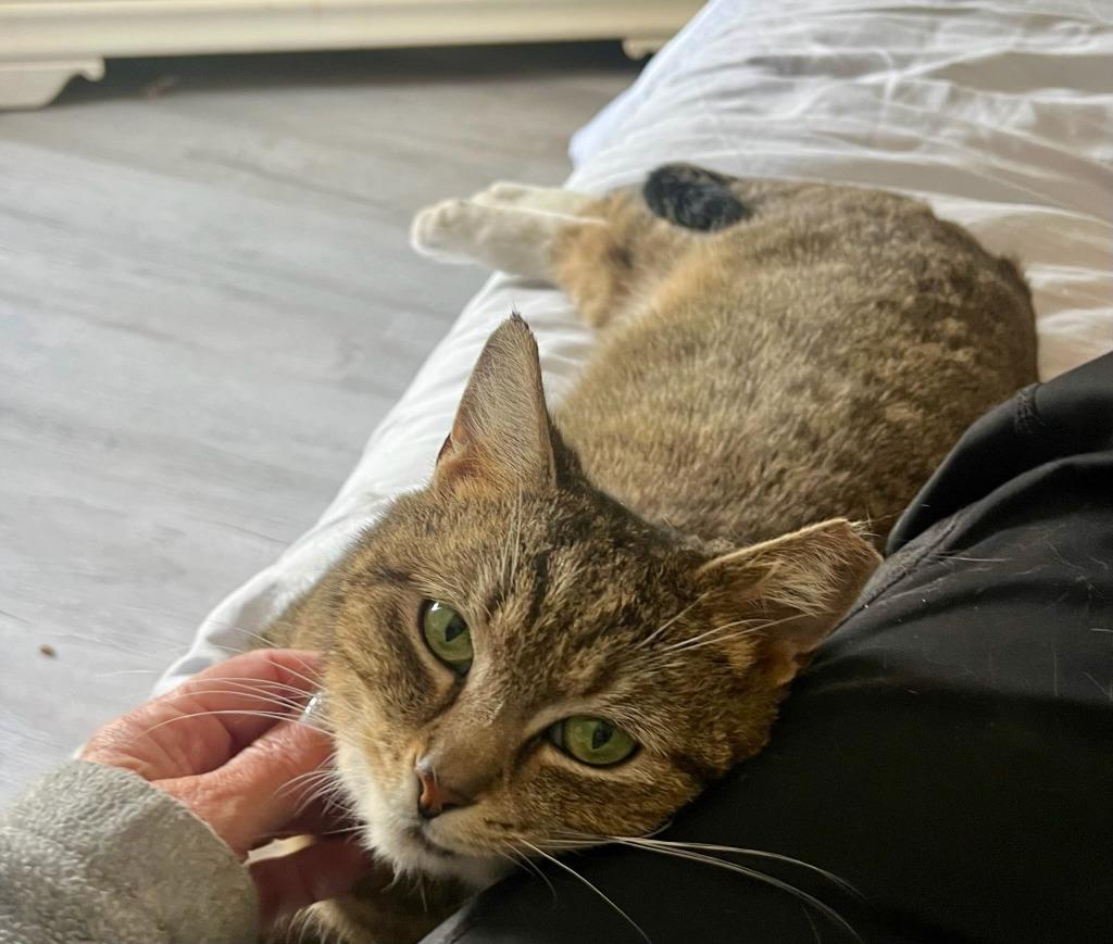Twinkle, Adoptable, Adult Female Domestic Short Hair.