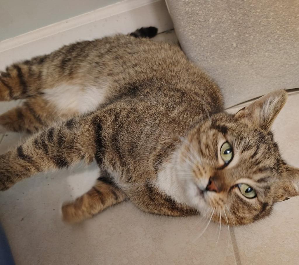 Twinkle, a Adoptable mixed breed in Parkville, MD image 2/6