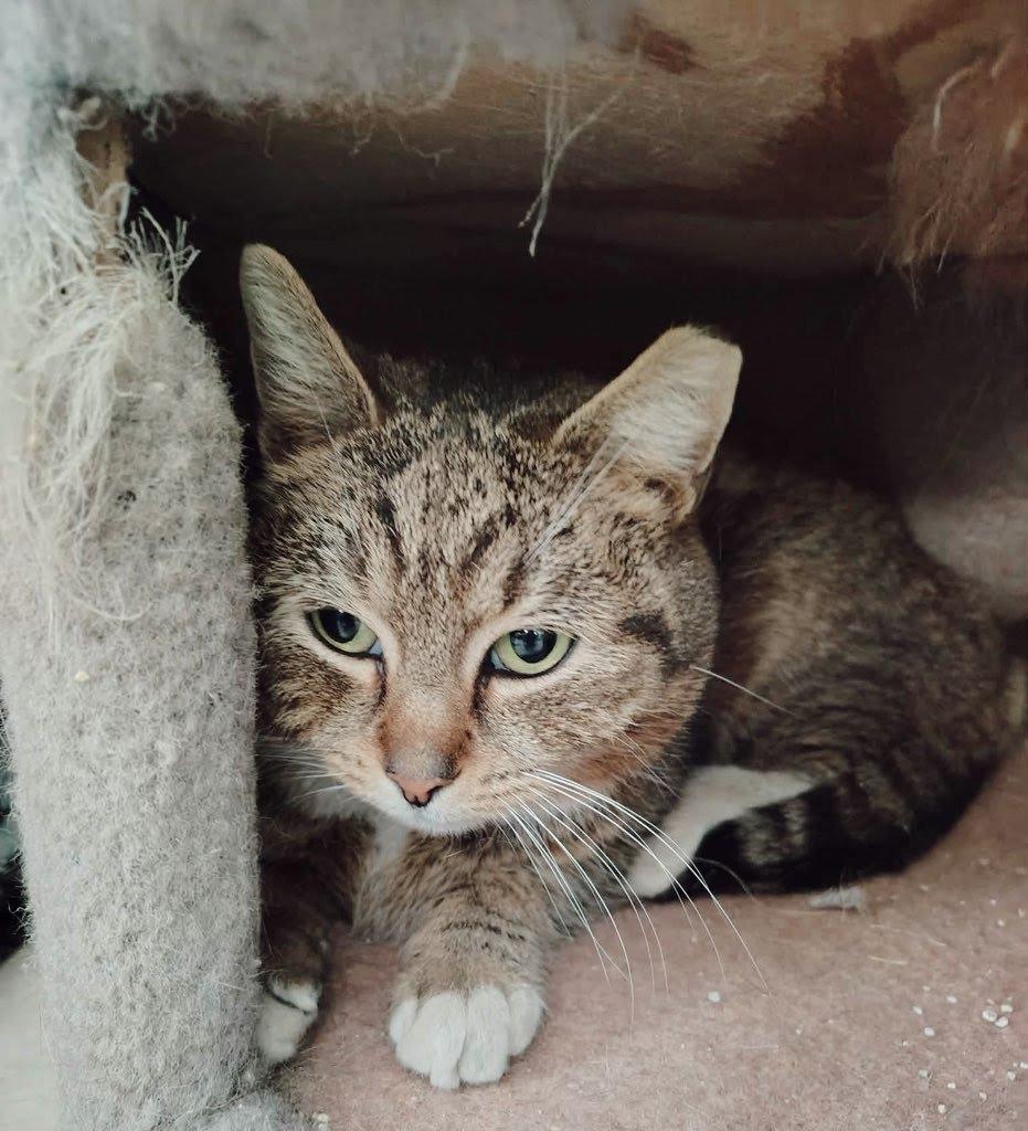 Twinkle, a Adoptable mixed breed in Parkville, MD image 3/6