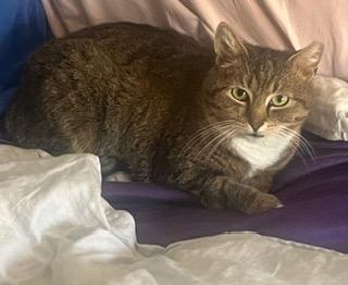 Twinkle, a Adoptable mixed breed in Parkville, MD image 5/6