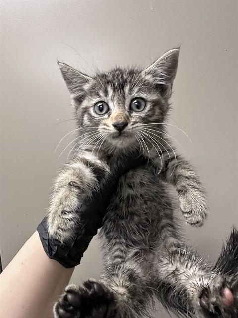 Enlarge KIMCHI - IN FOSTER, a Adoptable Domestic Short Hair in Ontario, CA image 1/1
