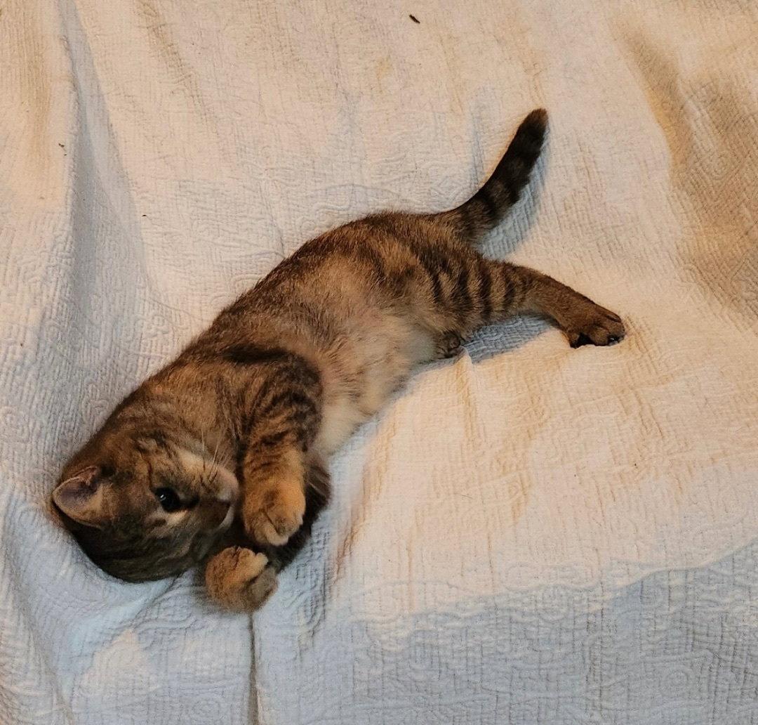 Honeybee, Adopted, Young Female Domestic Short Hair.