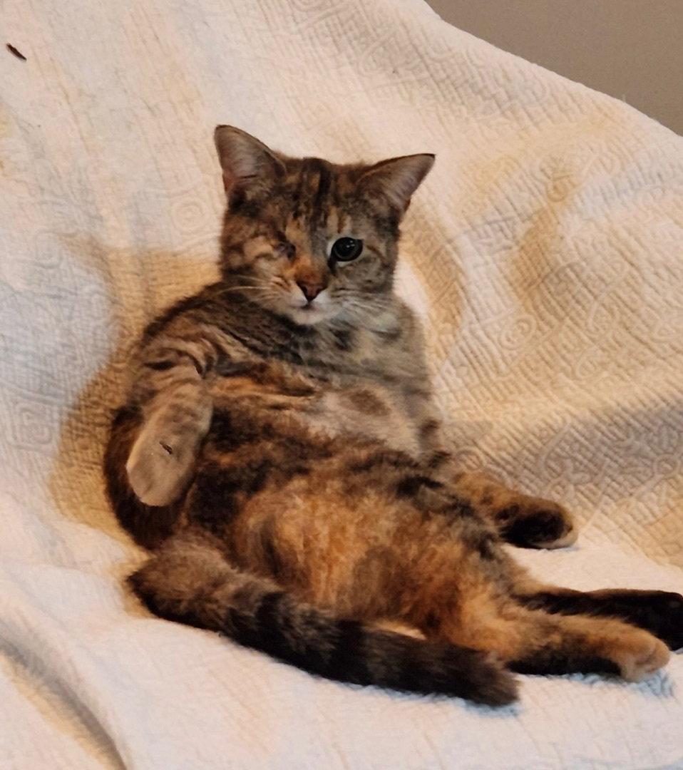 Enlarge Honeybee, a Adopted Domestic Short Hair in Reston, VA image 2/3