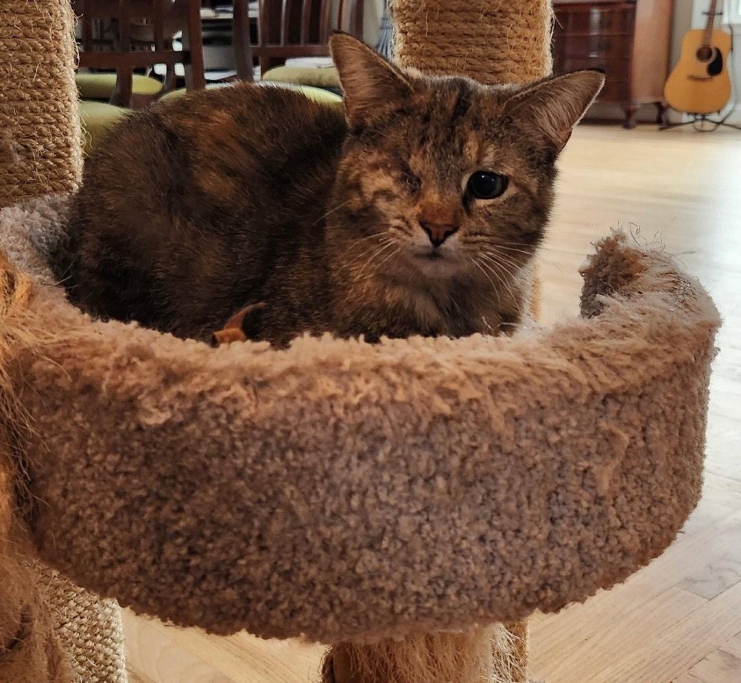 Enlarge Honeybee, a Adopted Domestic Short Hair in Reston, VA image 3/3