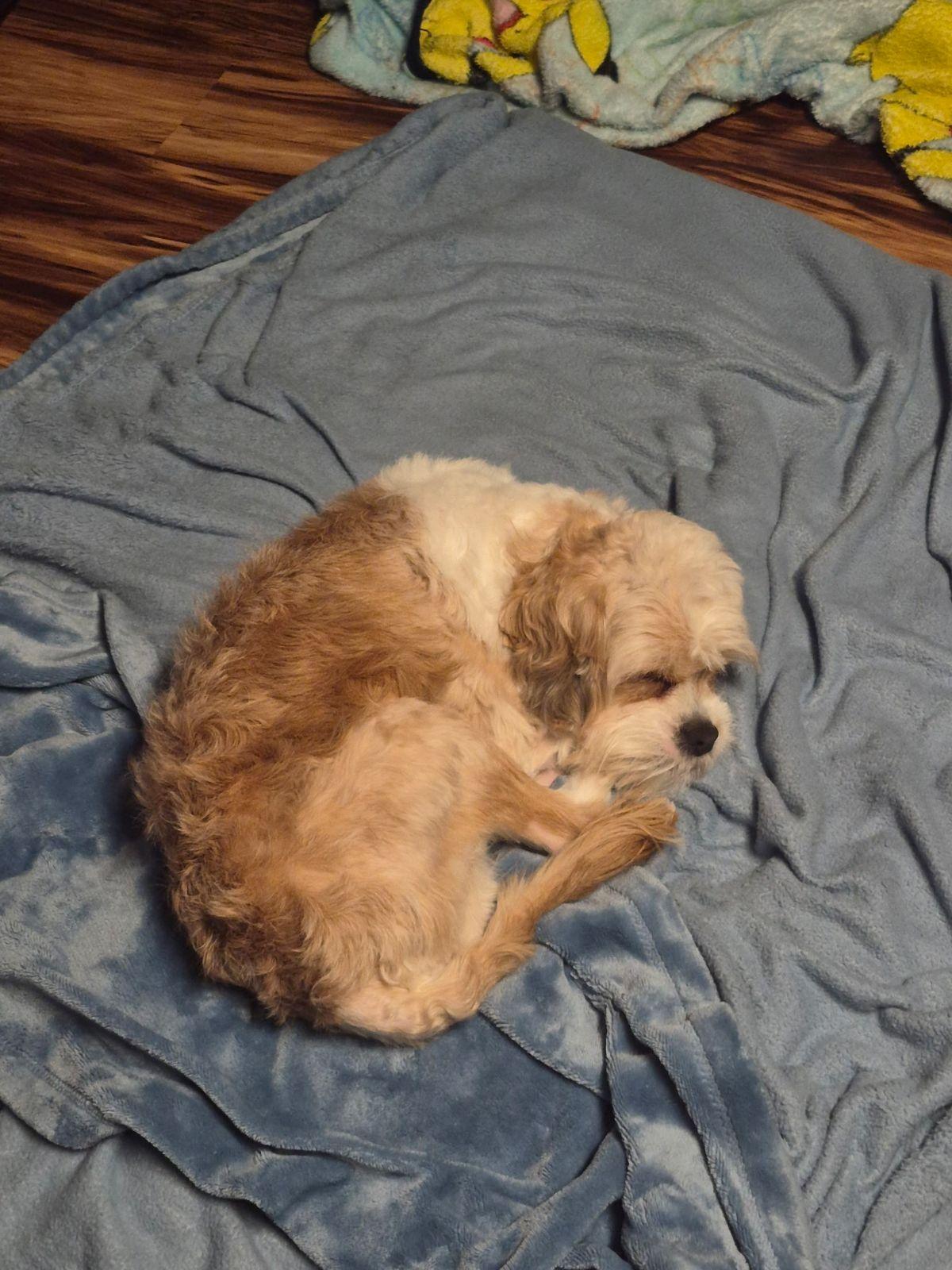 Enlarge Eddy-In foster will need to e-mail or call to set up an appointment, a Adoptable mixed breed in Wahpeton, ND image 2/2