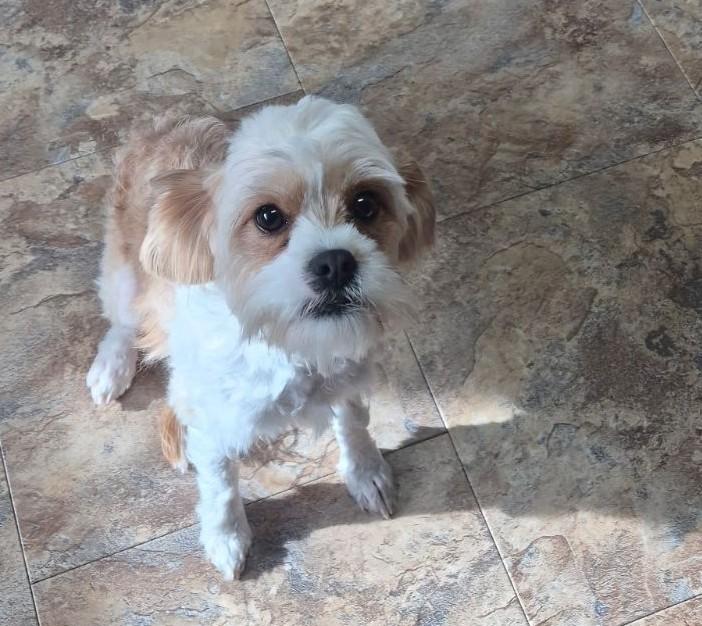 Eddy-In foster will need to e-mail or call to set up an appointment, Adoptable, Adult Male Cavalier King Charles Spaniel.