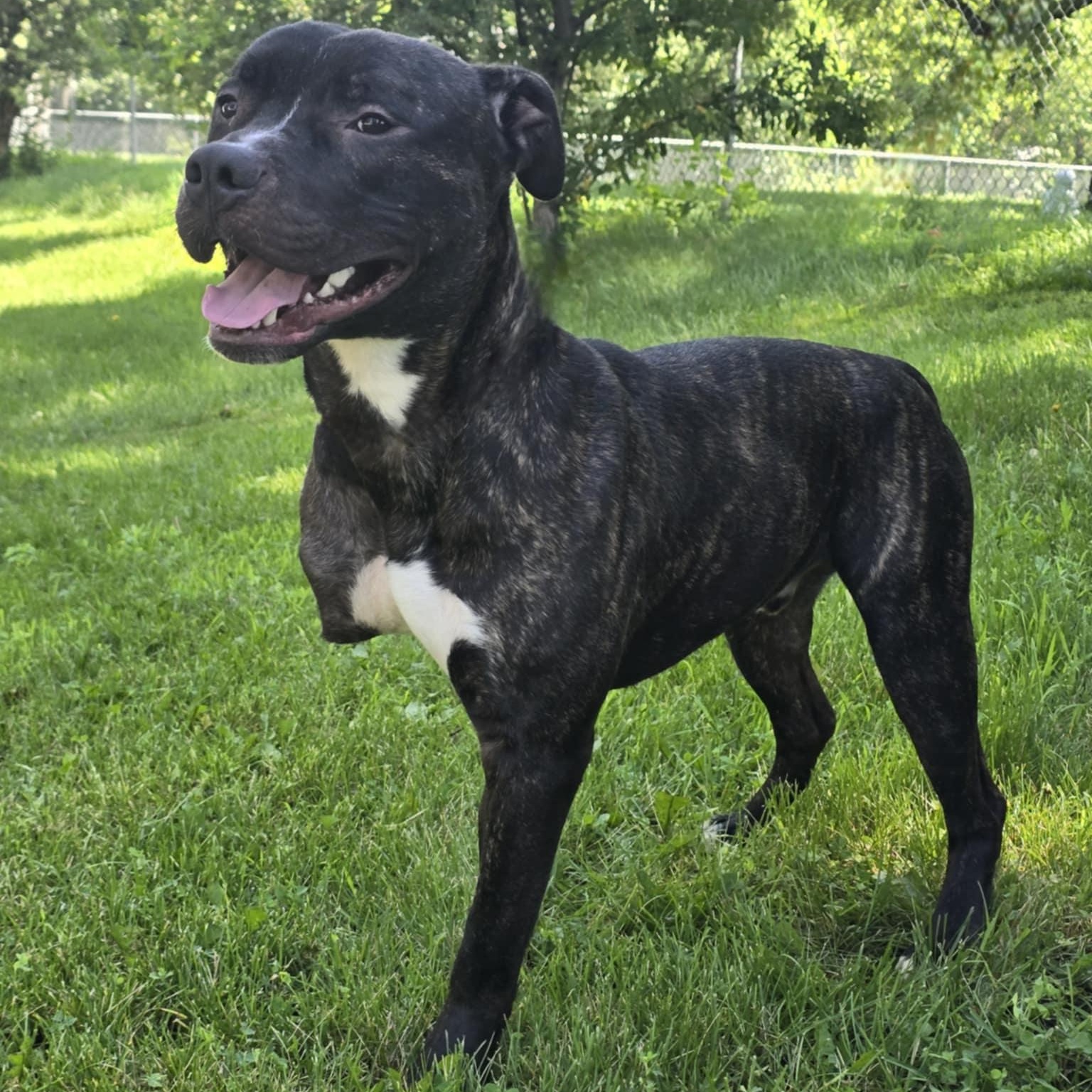Enlarge Zane, a Adoptable mixed breed in Waterloo, IA image 1/3
