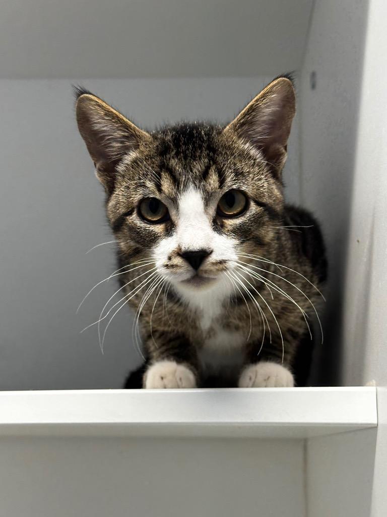 Junior, Adoptable, Kitten Male Abyssinian.