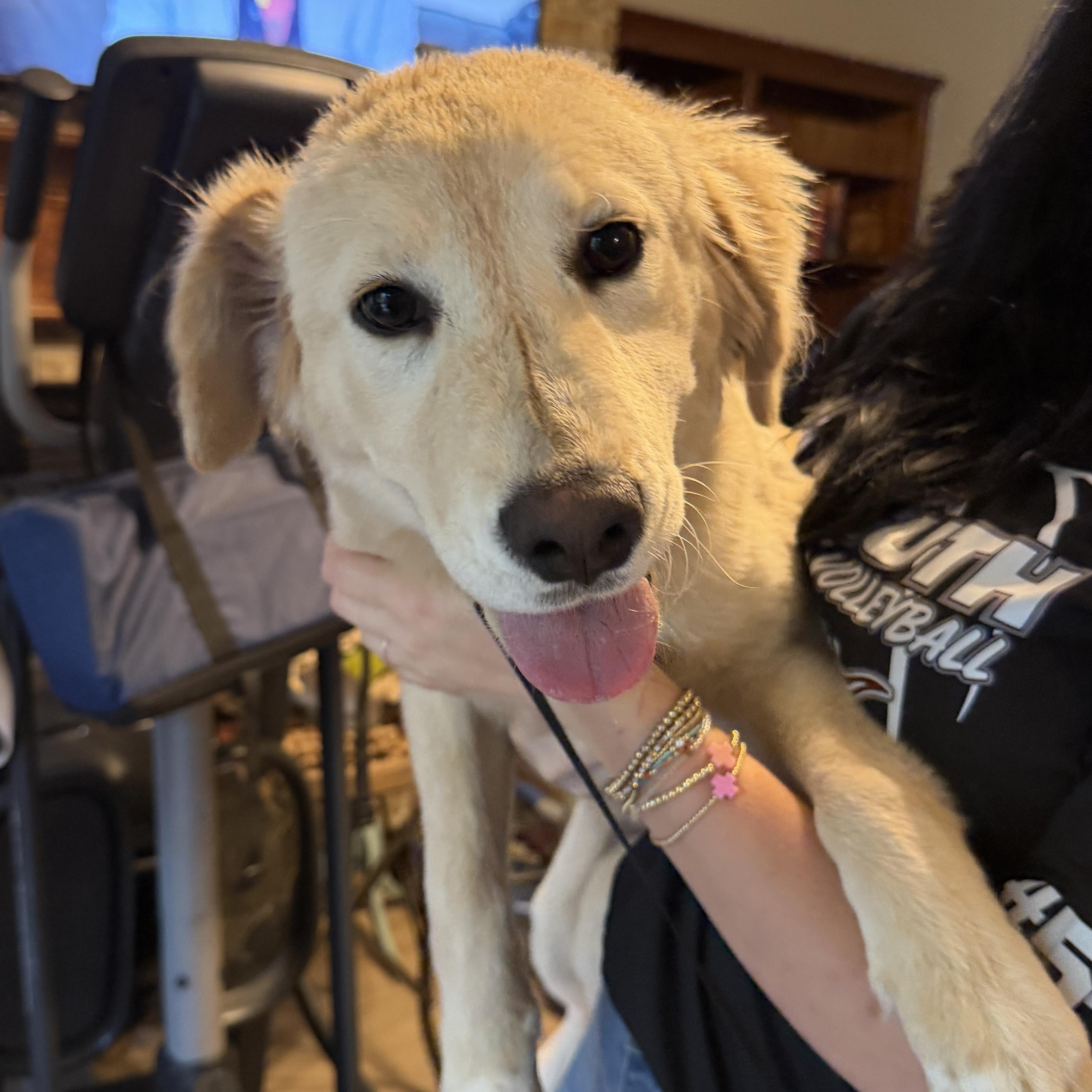 Enlarge Annie, a Adoptable mixed breed in Griswold , CT image 2/4
