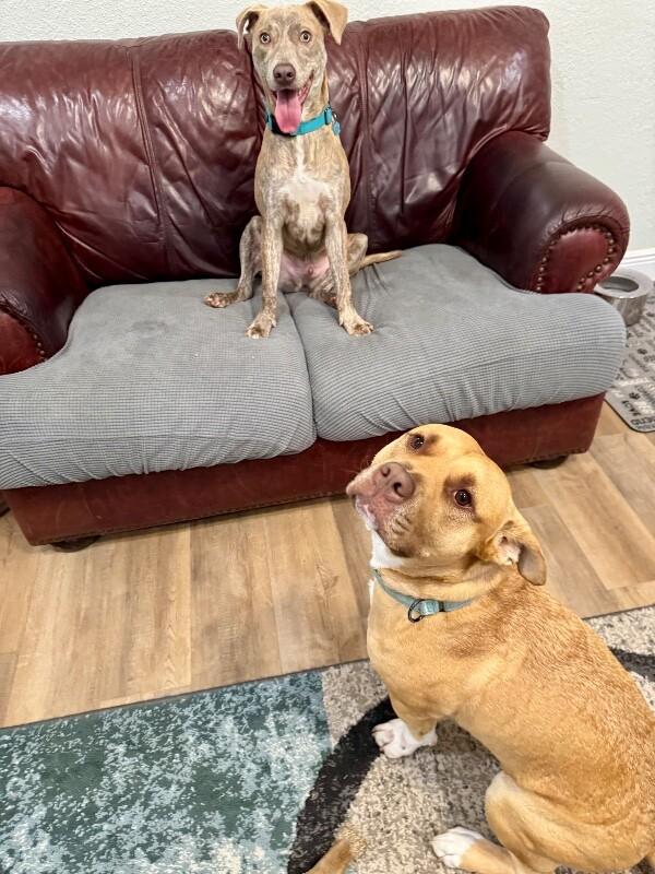 Enlarge Louie Stay Close Lou, a Adoptable mixed breed in Louisville, KY image 5/6