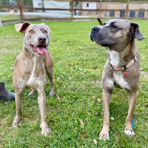 Enlarge Louie Stay Close Lou, a Adoptable mixed breed in Louisville, KY image 3/6