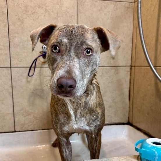 Enlarge Louie Stay Close Lou, a Adoptable mixed breed in Louisville, KY image 4/6