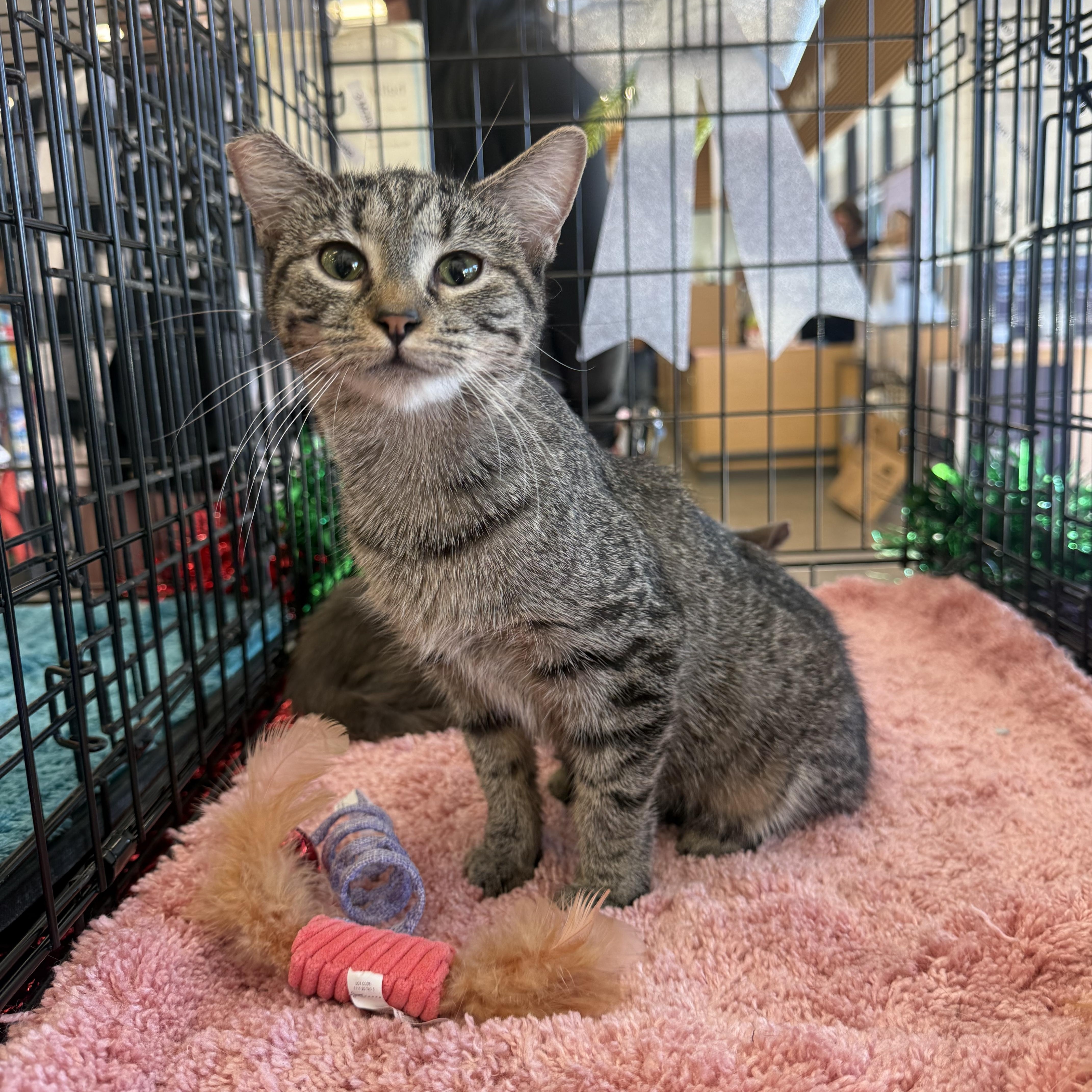 Enlarge Tiger Little, a Adoptable Tabby in Las Vegas, NV image 1/1