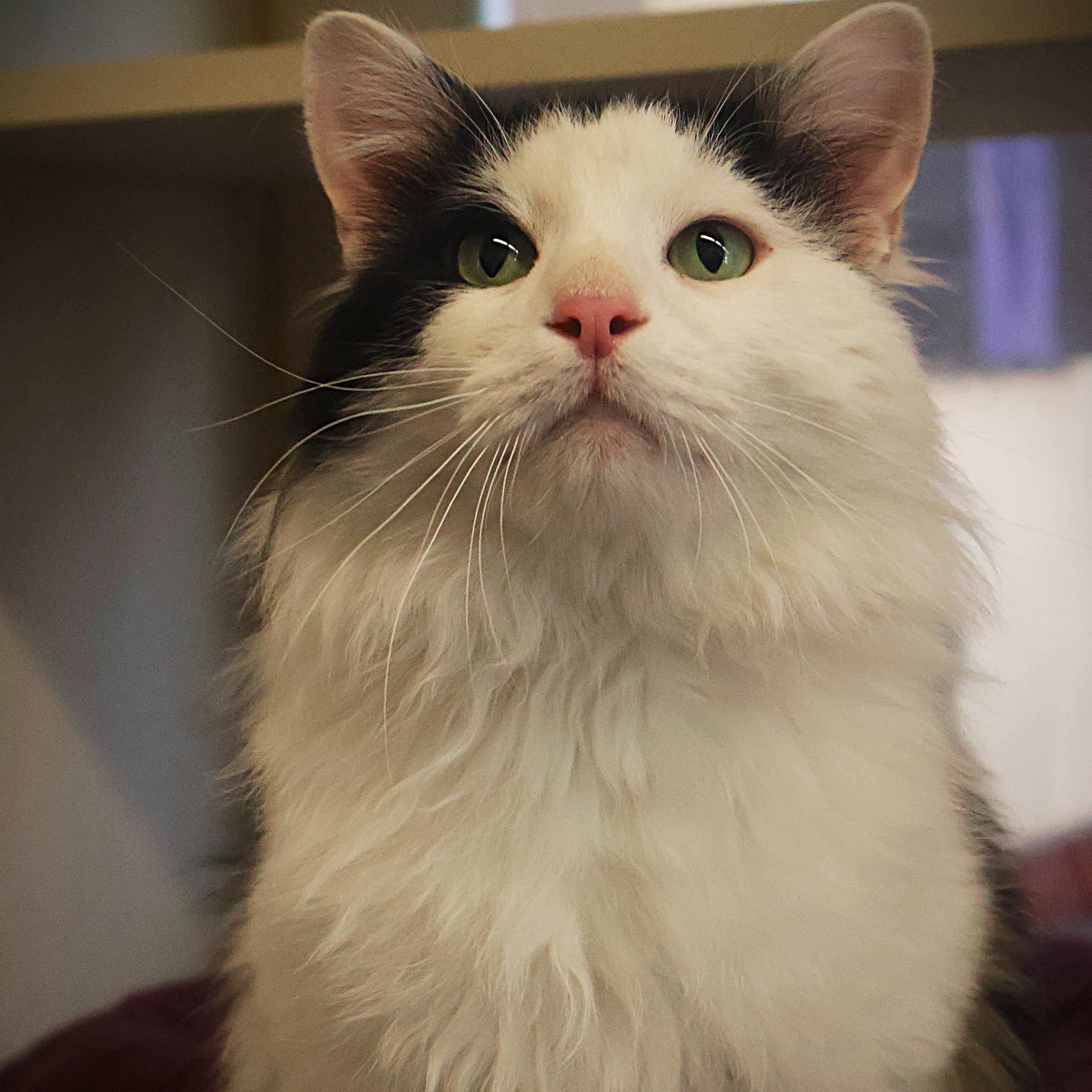 Enlarge George, a Adoptable Domestic Medium Hair in Rochester, MN image 1/3