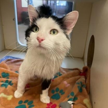 Enlarge George, a Adoptable Domestic Medium Hair in Rochester, MN image 3/3