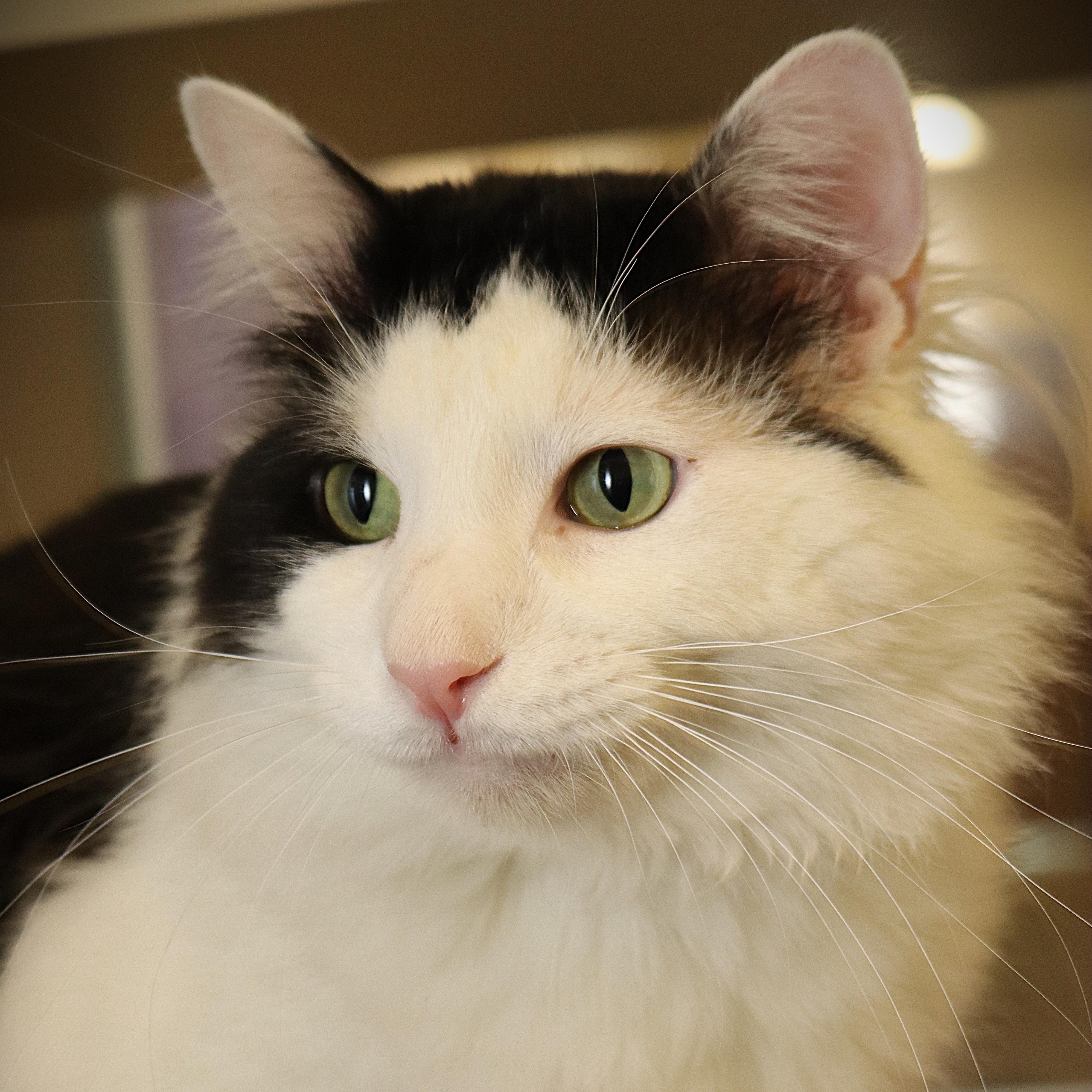 George, Adoptable, Adult Male Domestic Medium Hair.