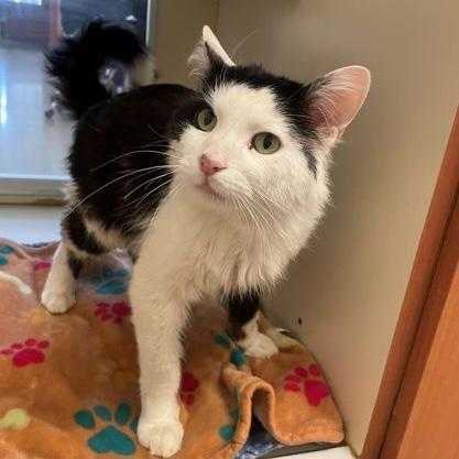 Enlarge George, a Adoptable Domestic Medium Hair in Rochester, MN image 2/3