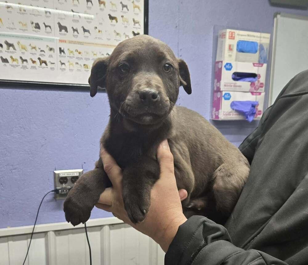 Andy, Adoptable, Puppy Male Labrador Retriever.
