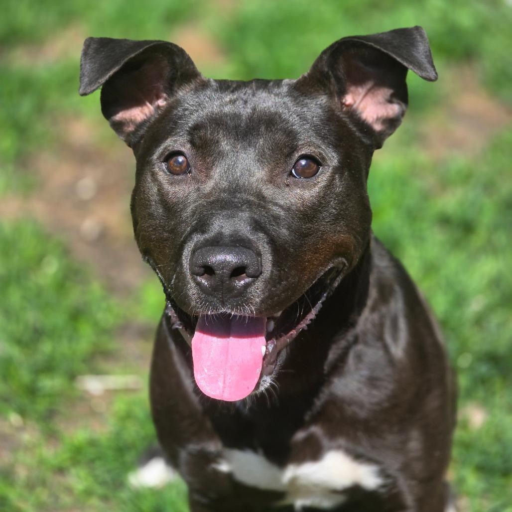 Enlarge Pookie 260361, a Adoptable Mixed Breed in Escanaba, MI image 1/3