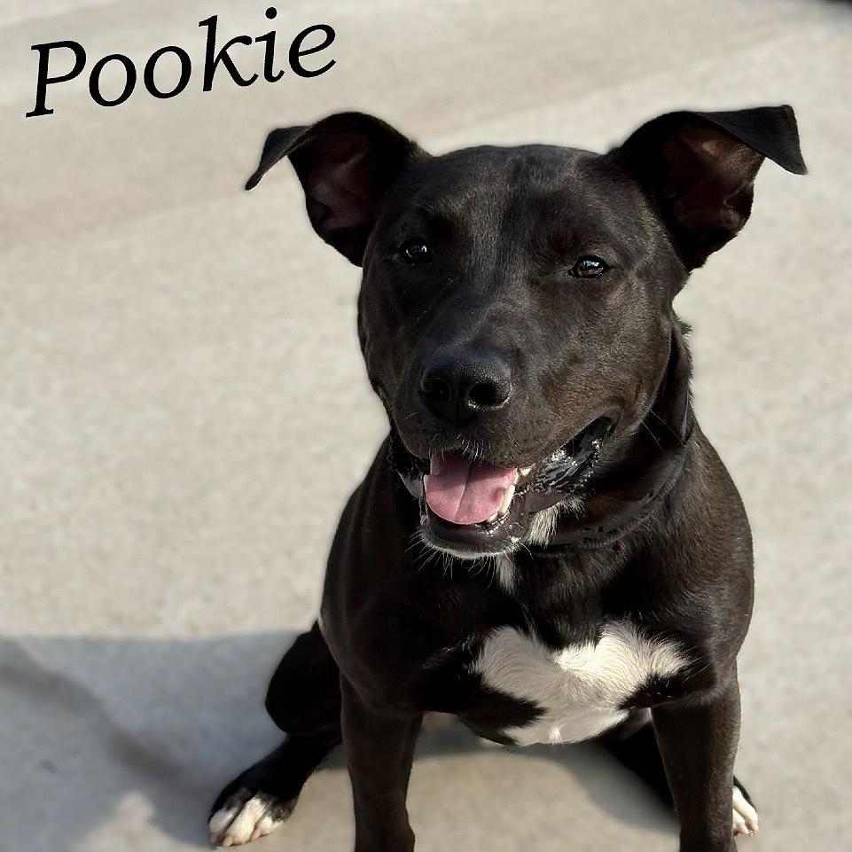 Enlarge Pookie 260361, a Adoptable Mixed Breed in Escanaba, MI image 2/3