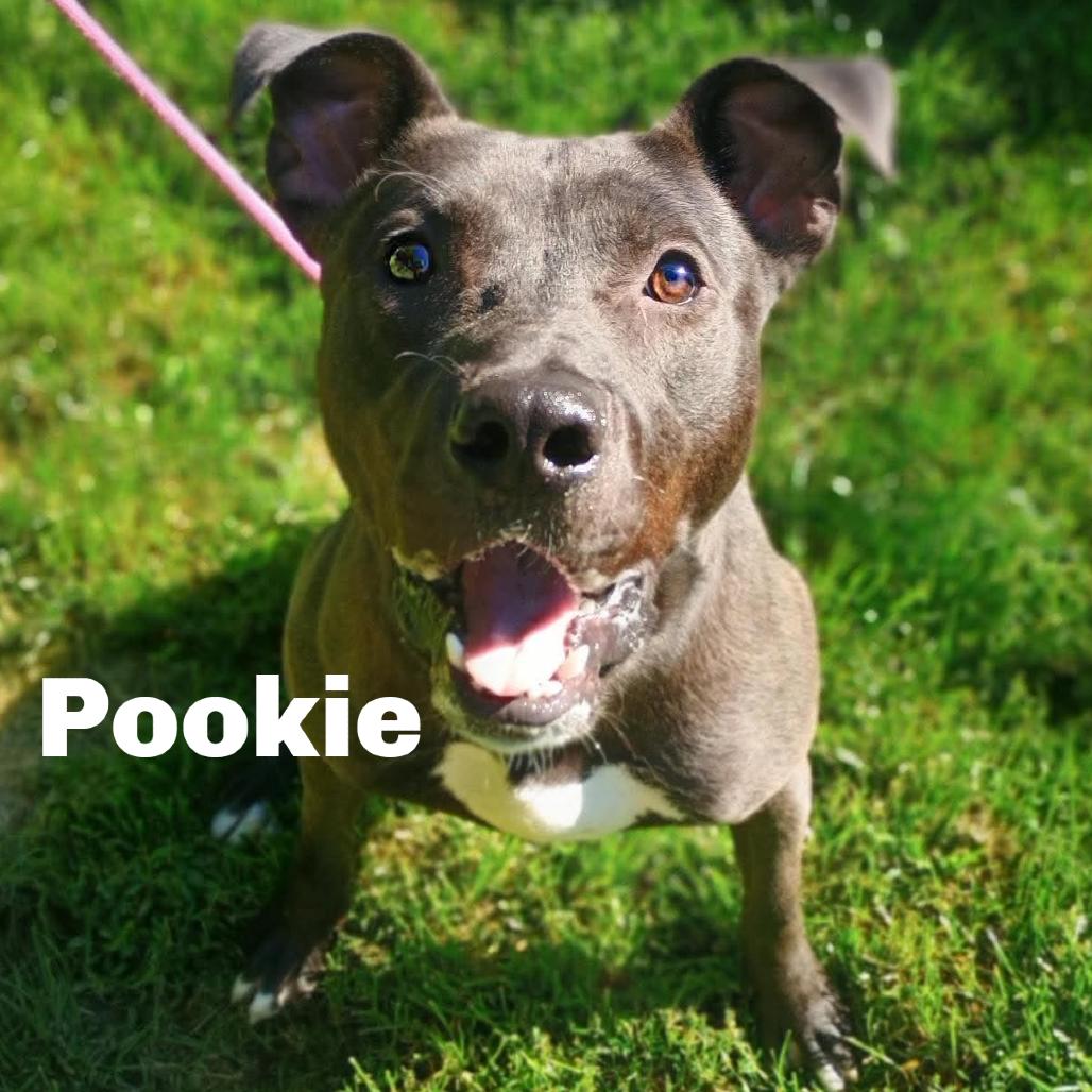 Enlarge Pookie 260361, a Adoptable Mixed Breed in Escanaba, MI image 3/3