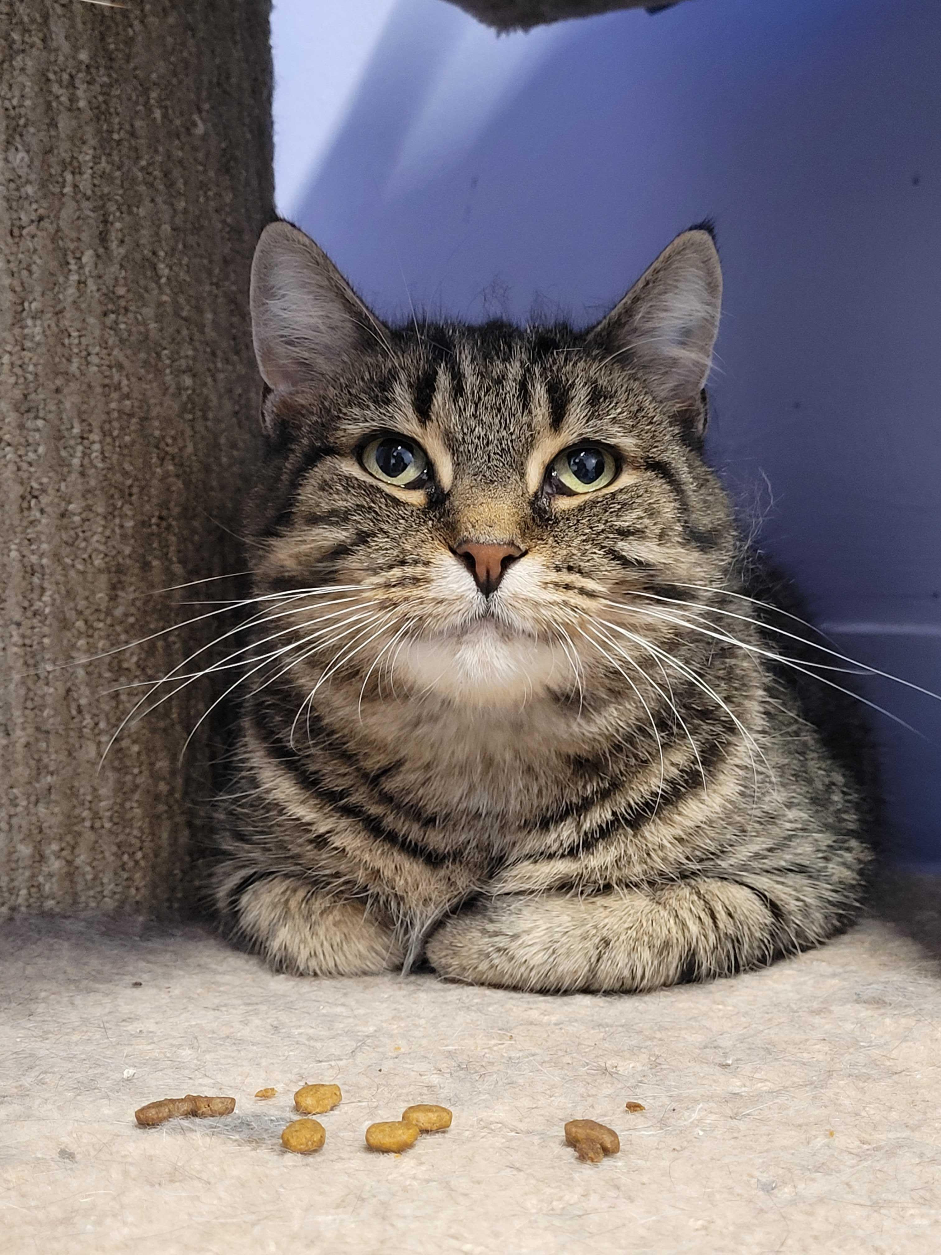 Abernathy, a Adoptable Domestic Short Hair in Toronto, ON image 1/3