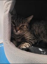 Abernathy, a Adoptable Domestic Short Hair in Toronto, ON image 2/3
