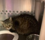 Abernathy, a Adoptable Domestic Short Hair in Toronto, ON image 3/3