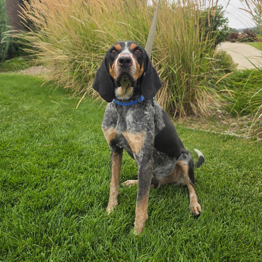 Remi, Adoptable, Senior Male Bluetick Coonhound.