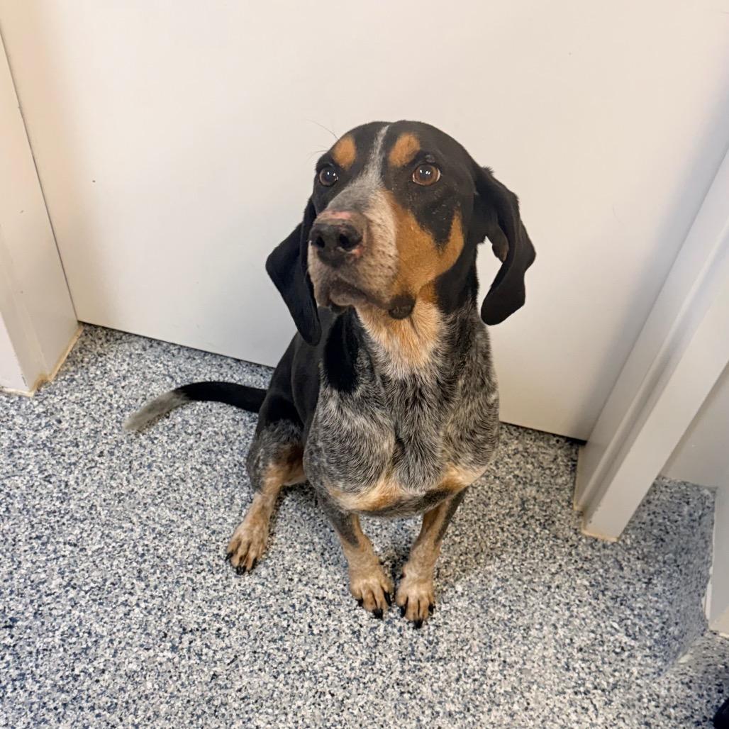 Enlarge Remi, a Adoptable Bluetick Coonhound in Great Falls, MT image 2/4