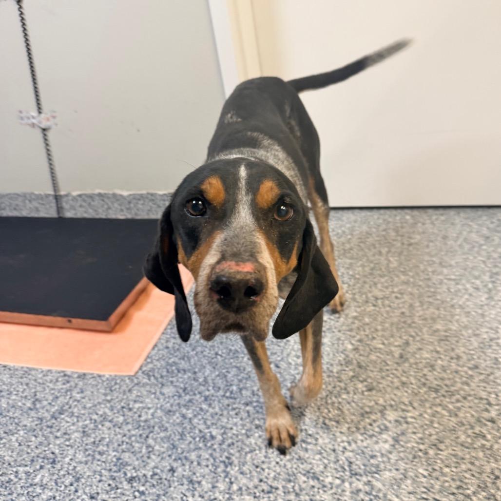 Enlarge Remi, a Adoptable Bluetick Coonhound in Great Falls, MT image 3/4