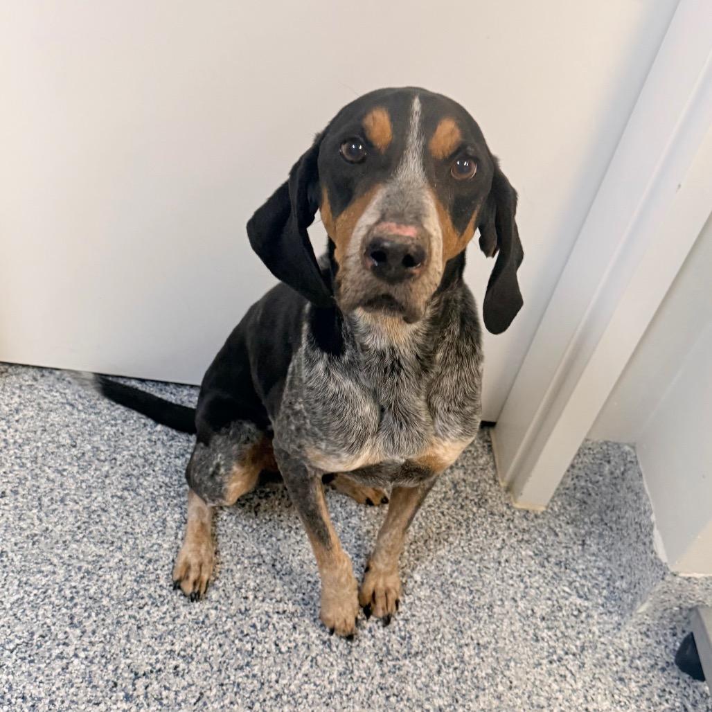Enlarge Remi, a Adoptable Bluetick Coonhound in Great Falls, MT image 4/4