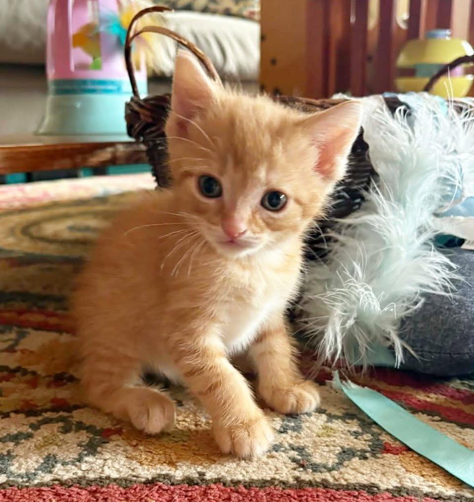 Winslow, Adoptable, Kitten Male Domestic Short Hair.