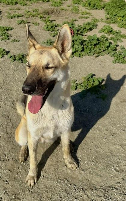 Enlarge Harmony Bear, a Adoptable mixed breed in Visalia, CA image 1/3