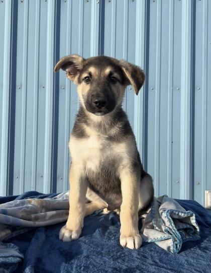 Enlarge Harmony Bear, a Adoptable mixed breed in Visalia, CA image 2/3