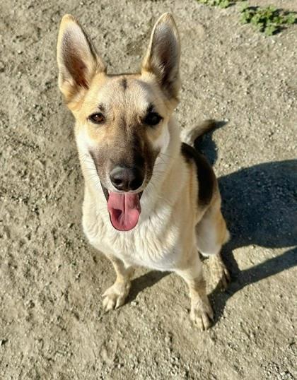 Enlarge Harmony Bear, a Adoptable mixed breed in Visalia, CA image 3/3