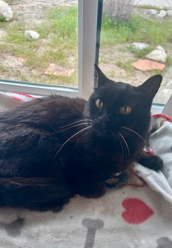 Enlarge Piper, a Adoptable mixed breed in Sandy, UT image 2/6