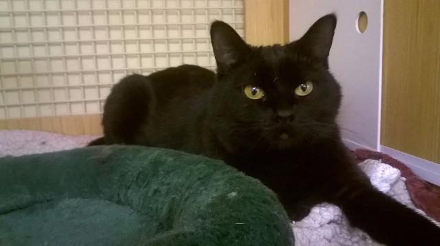 Enlarge Piper, a Adoptable mixed breed in Sandy, UT image 3/6