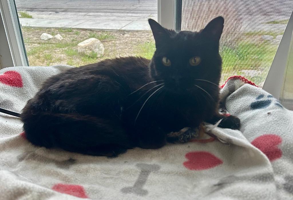 Enlarge Piper, a Adoptable mixed breed in Sandy, UT image 4/6