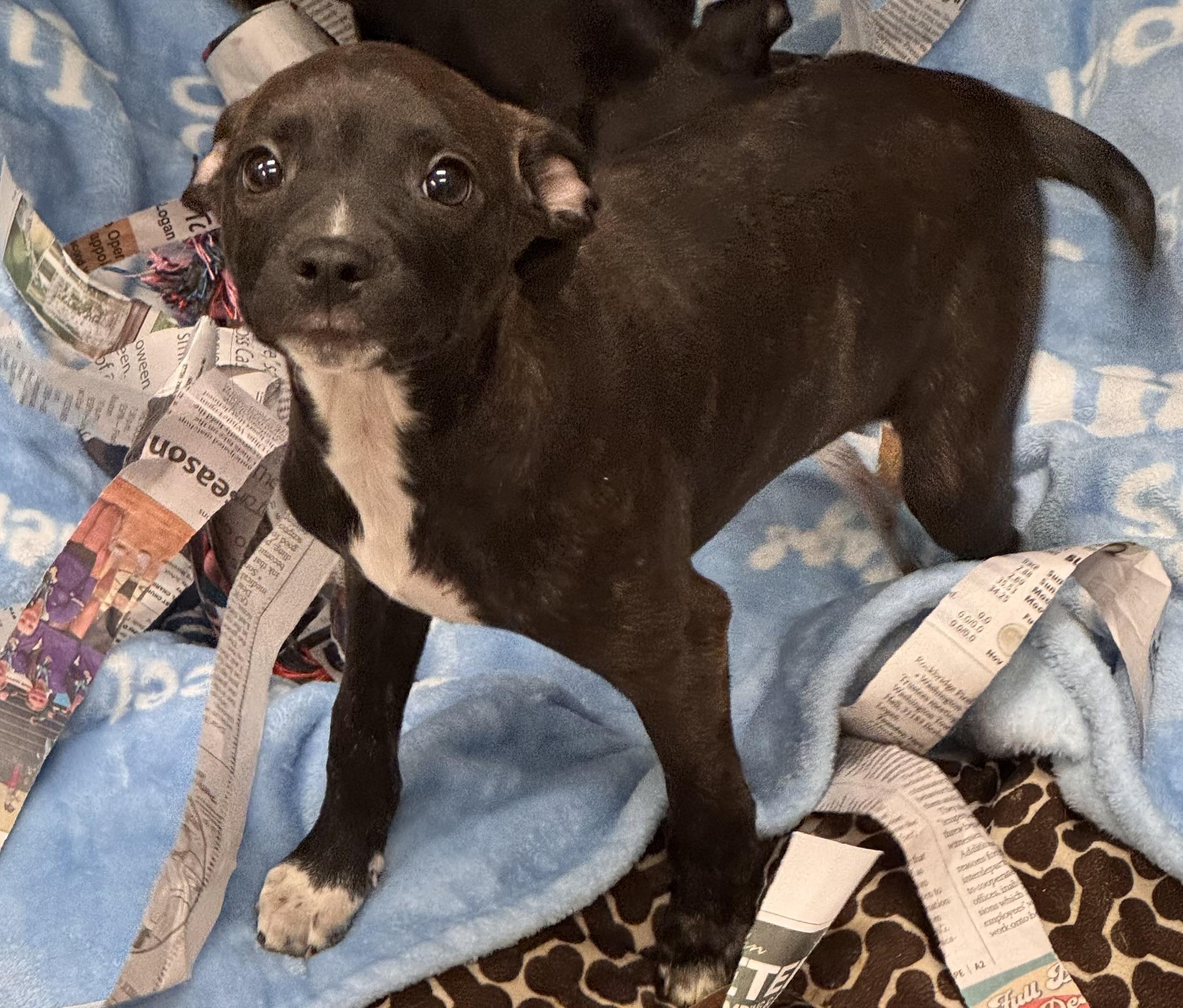 Eve, adopted, Puppy Female Pit Bull Terrier.