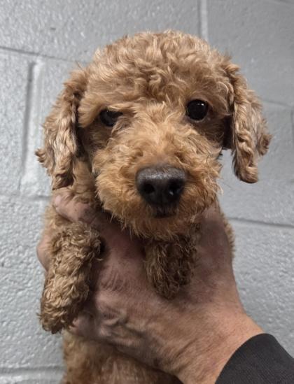 Enlarge Tundra, a Adoptable Poodle in Malvern, PA image 1/2